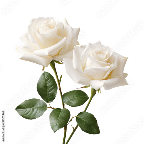Fototapeta Naklejka Na Ścianę i Meble -  white rose isolated on transparent background Remove png, Clipping Path, pen tool