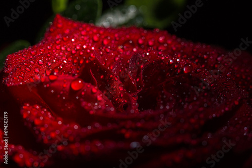 Beautiful red rose with dew drops on the petals
