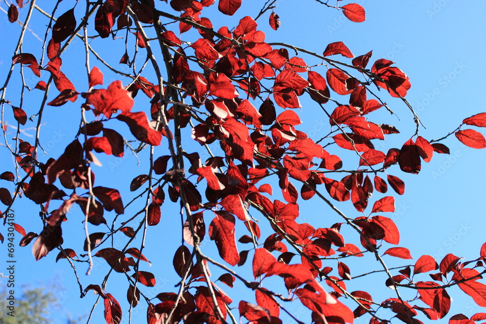 Red leaves of a tree against a blue sky Red leaves of a tree against a blue sky
