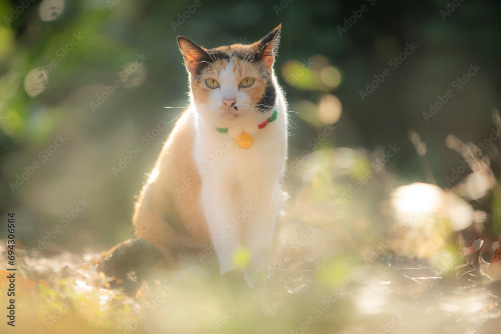 Cute cat sitting on the ground in the garden at sunset. Cute cat sitting on the ground in the garden at sunset.