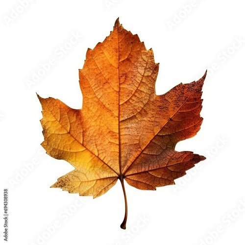 Single Spring autumn maple leaf with white background Created with generative Ai