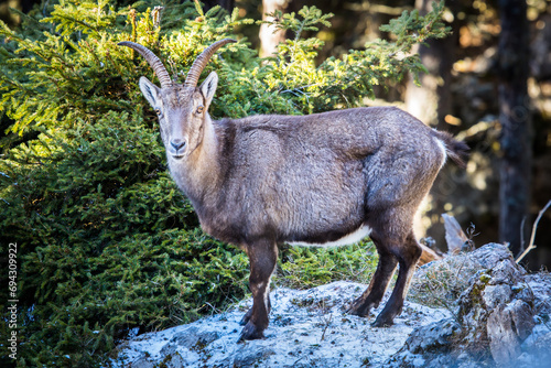 Alpine Ibex in the mountain forests in Austria