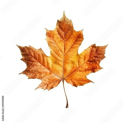 Single Spring autumn maple leaf with white background Created with generative Ai