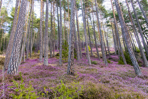 Colorful blooming heather plants in a mountain forest in Austria photo