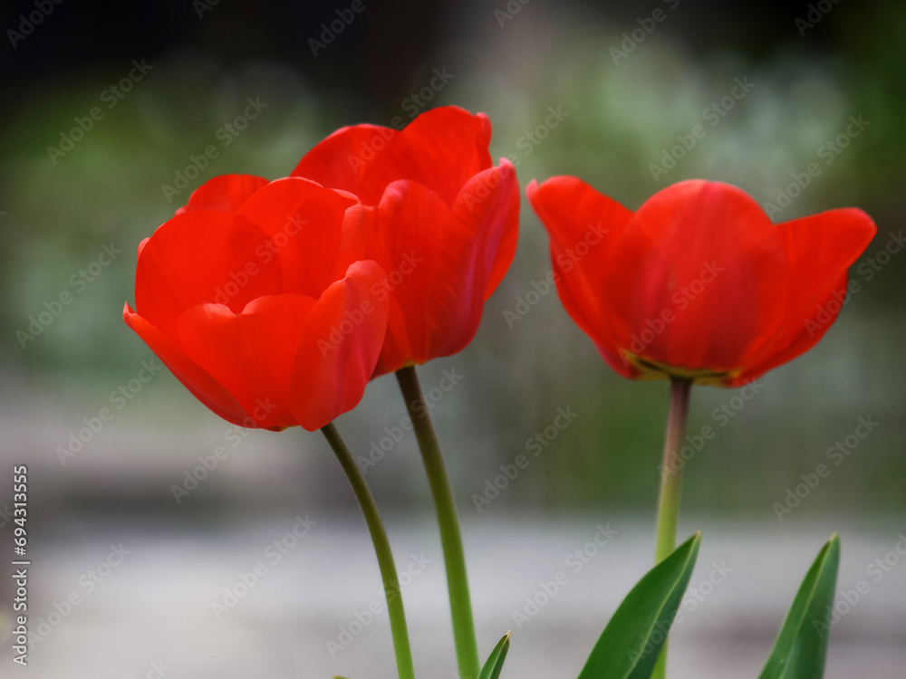 Fototapeta premium three red tulips in full bloom. beautiful garden background in springtime