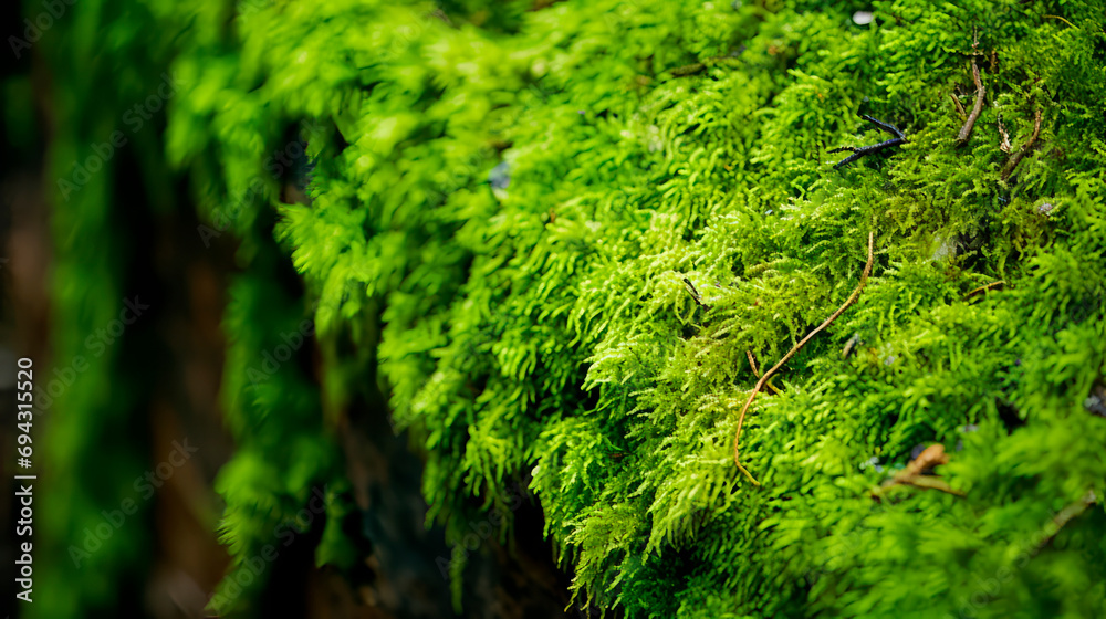 Lush green moss clings to the rough bark of a tree, creating a colorful natural texture. Macro shot of nature. Miniature forest landscape. Picture for puzzles. Horizontal banner Lush green moss clings to the rough bark of a tree, creating a colorful natural texture. Macro shot of nature. Miniature forest landscape. Picture for puzzles. Horizontal banner