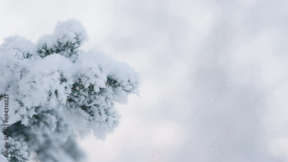 Slow motion closeup shot of hoarfrost covered spruce tree branches Slow motion closeup shot of hoarfrost covered spruce tree branches