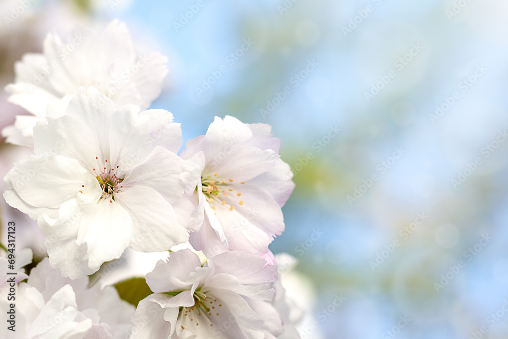 Sakura flowers close-up against the blue sky. copy space. Sakura flowers close-up against the blue sky. copy space.