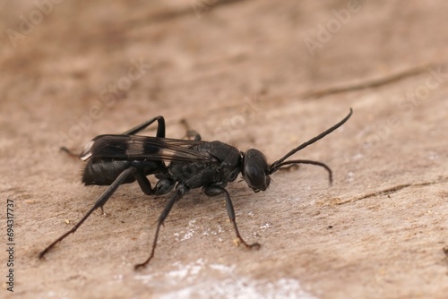 Closeup on a Mediterranean black spider wasp species of the genus Dipogon photo