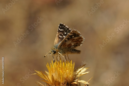 Closeup on a Red underwing skipper butterfly, Spialia sertorius sitting on a yellow thistle flower photo