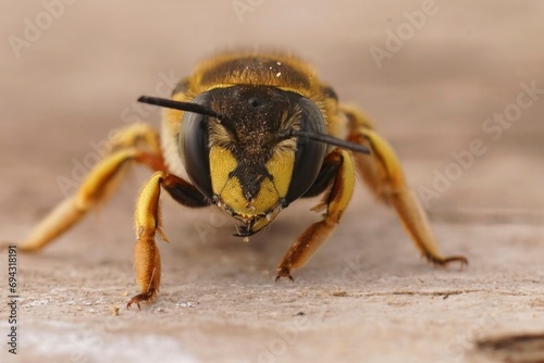 Frontal facial closeup on a hairy European woolcarder bee, Anthidium manicatum photo