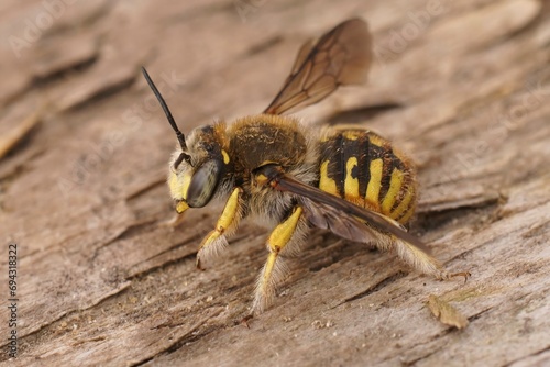 Closeup on a hairy European woolcarder bee, Anthidium manicatum with open wings