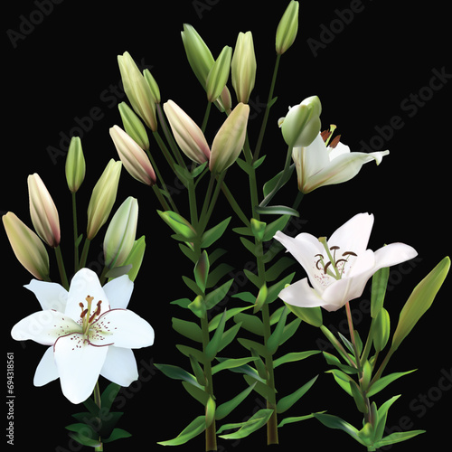 lily flowers with blooms and buds bunch isolated on black