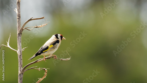 A European Goldfinch looking brilliant perched on a dry branch