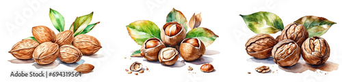 A collection of watercolor almond, walnut and hazelnut in PNG format or on a transparent background. Decorations and watercolor-painted design elements for a project, banner, postcard, business. photo