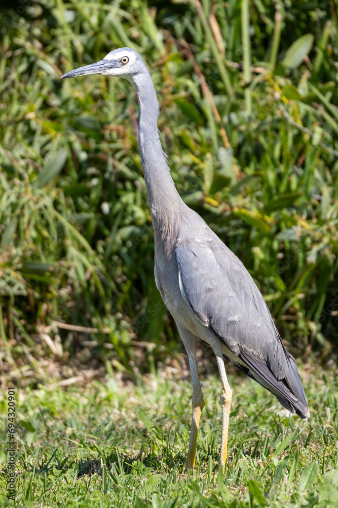 Fototapeta premium White Faced Heron