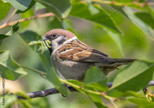 sparrow catching several caterpillars between green leaves