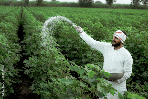Indian farmer spreading fertilizer in the green cotton field