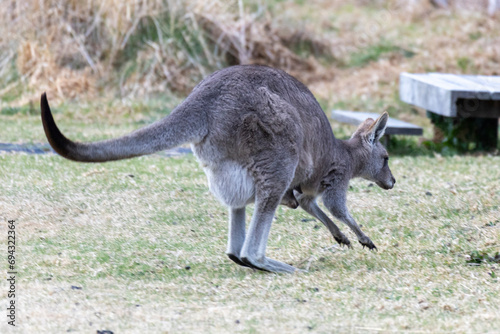 Eastern grey kangaroo with joey