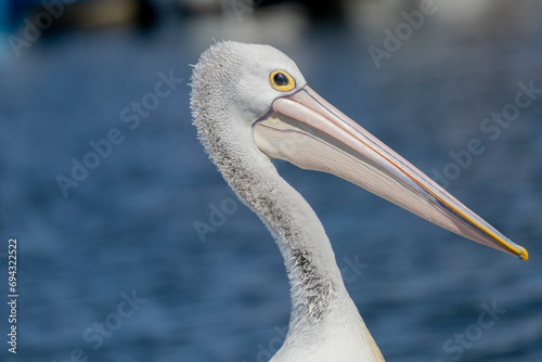Australian pelican in Paynesville photo
