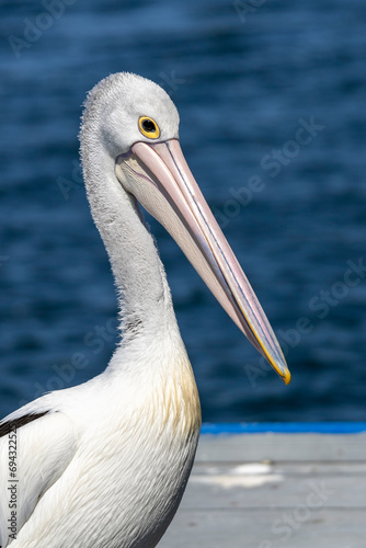 Australian pelican in Paynesville photo