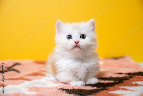 фотографія ミヌエット、猫、子猫、可愛い