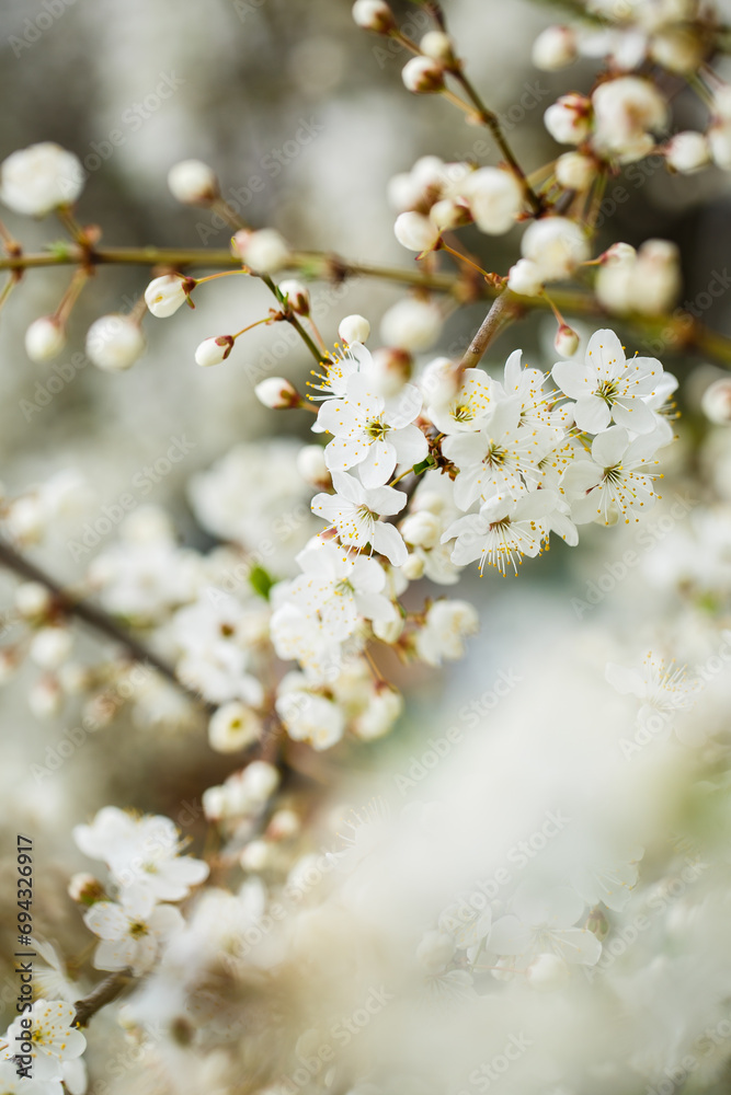 White tree blossom in spring, spring flowers on tree, white blossom White tree blossom in spring, spring flowers on tree, white blossom