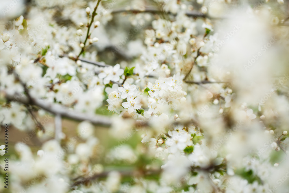 White tree blossom in spring, spring flowers on tree, white blossom