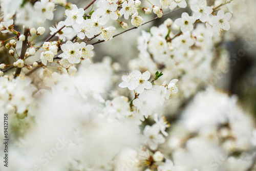 Fototapeta Naklejka Na Ścianę i Meble -  White tree blossom in spring, spring flowers on tree, white blossom