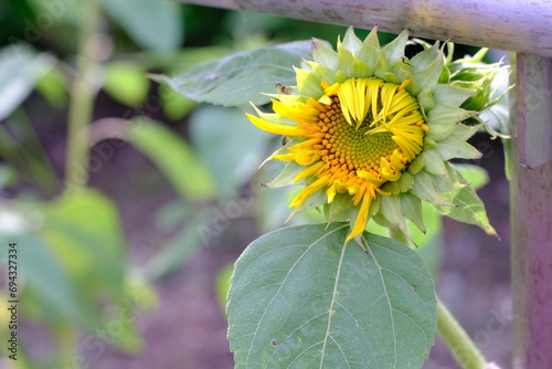 The moment when a sunflower is about to bloom now