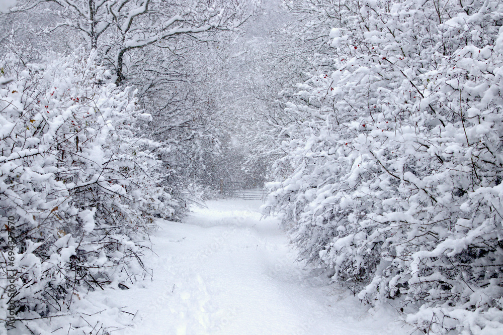 Most beautiful snow in many years in November