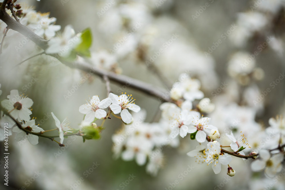 White tree blossom in spring, spring flowers on tree, white blossom White tree blossom in spring, spring flowers on tree, white blossom