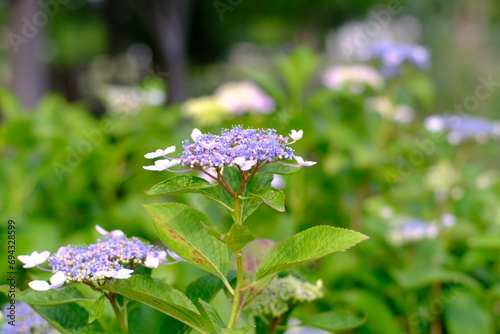 Hydrangea blooming in the park on a sunny day