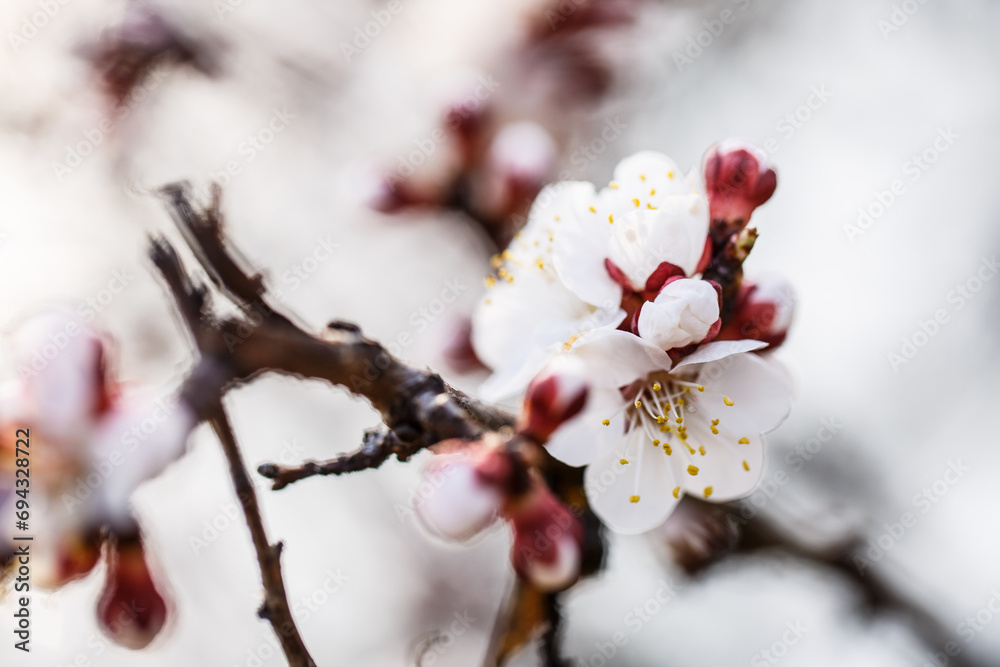 White tree blossom in spring, spring flowers on tree, white blossom White tree blossom in spring, spring flowers on tree, white blossom