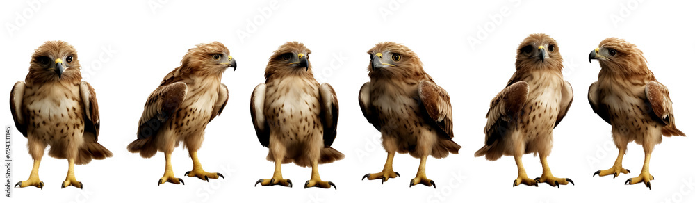 Fototapeta premium Set of common buzzard bird multi pose, clipart, isolated on transparent or white background
