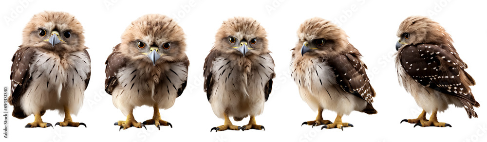 Fototapeta premium Group of baby cute common buzzard bird standing pose, clipart, isolated on transparent or white background