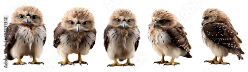 Group of baby cute common buzzard bird standing pose, clipart, isolated on transparent or white background