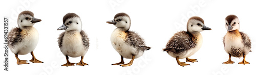 Set of baby common loon duck multi pose, clipart, isolated on transparent or white background photo