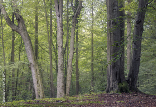 Tranquil Forest Grove Surrounded by Lush Greenery, Grasten Forest, Denmark