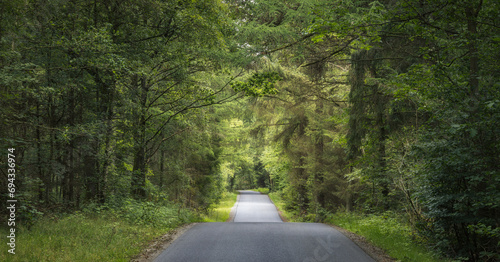 Road Crosssing a forest in Denmark photo