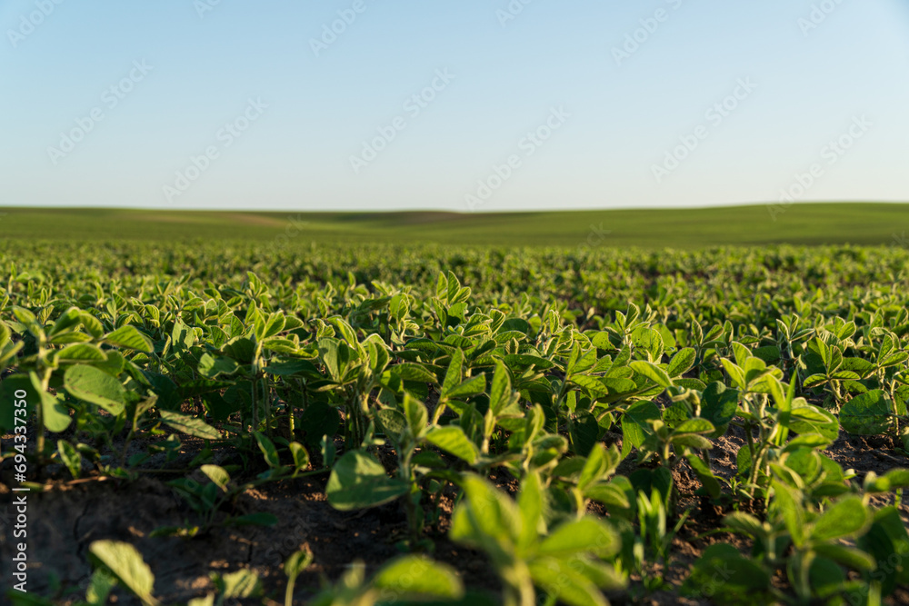 Young soybean growing in the field. Soybean sprouts on an agricultural field. Cultivation of plants. Agricultural business