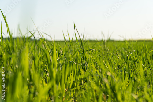 Young sprouts of wheat. Young shoots of winter wheat in green field. Beautiful image of wheat
