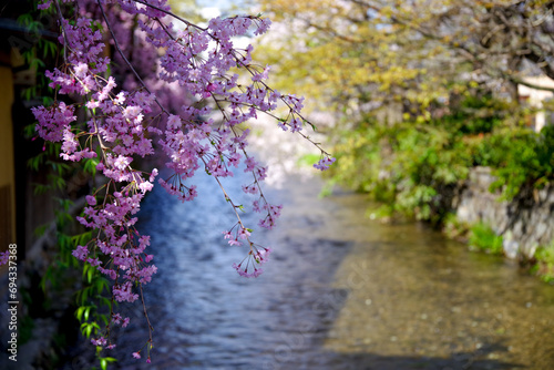 祇園白川のしだれ桜