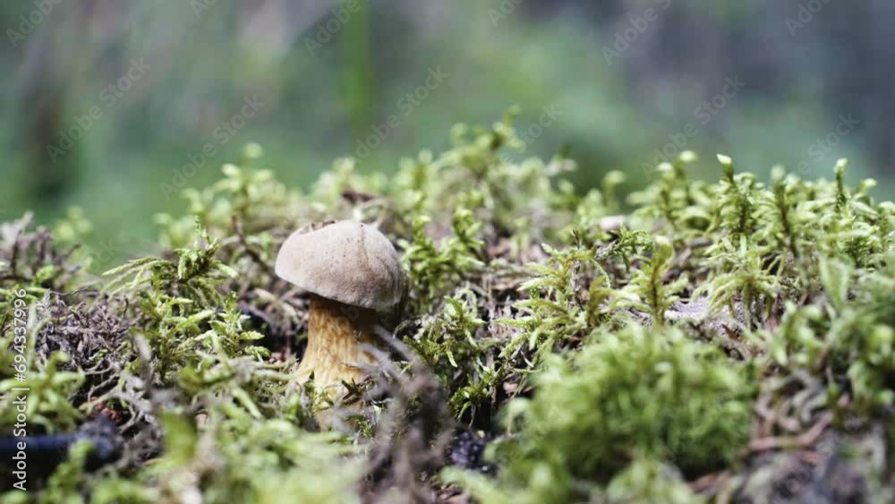 a beautiful mushroom in a forest clearing on a sunny day a beautiful mushroom in a forest clearing on a sunny day