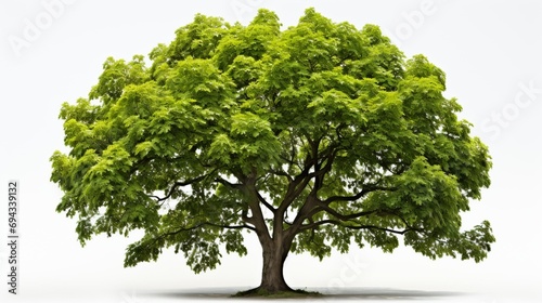 Elm tree on a white background