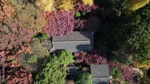 High angle view of traditional Chinese buildings in colorful autumn forest in Changshu, Suzhou, Jiangsu, China, red redwood trees and yellow ginkgo trees, 4k real time footage rising up drone view. photo