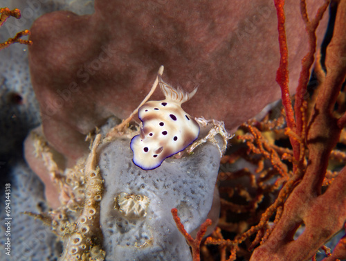 A Hypselodoris tryoni nudibranch on soft corals Boracay Island Philippines photo