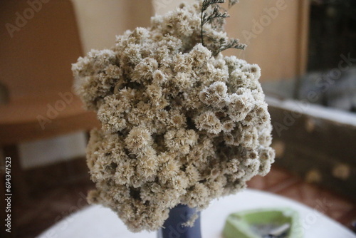 Leontopodium Alpinum, Edelweisn flower is a plant that has the nickname perennial flower.