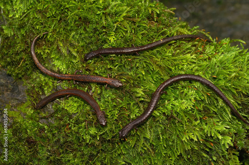 Closeup on a group of Hell Hollow Slender Salamanders, Batrachoseps diabolicus sitting on green moss photo