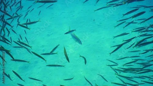 Top view of Jack fish chasing school of Barracudas on sand seabed background, slow motion. Yellow-tailed Barracuda (Sphyraena flavicauda) and Yellowspotted Trevally (Carangoides fulvoguttatus) photo